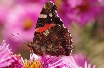 长期稳定的外呼系统