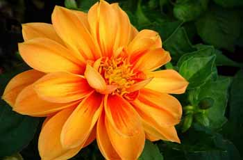 在线短信验证码接收